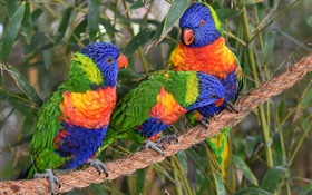 Multicolor  lorikeet, Papageien, drei Vögel HD Hintergrundbilder