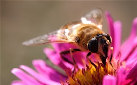 Rosa Blütenblätter  Blume, Insekt Biene, Stempel HD Hintergrundbilder