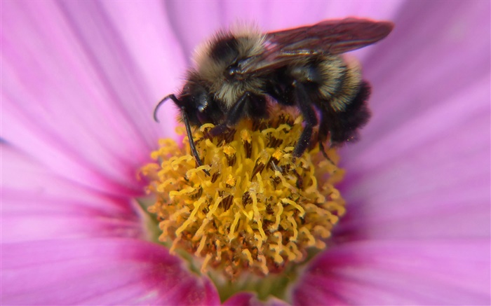 Rosa Blütenblätter  Blume, Stempel, Insekt Biene close-up Hintergrundbilder Bilder