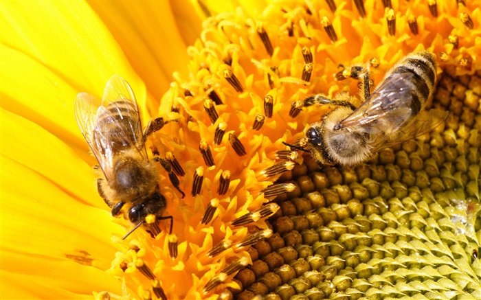 Pistil, Sonnenblumen , Bienen Hintergrundbilder Bilder