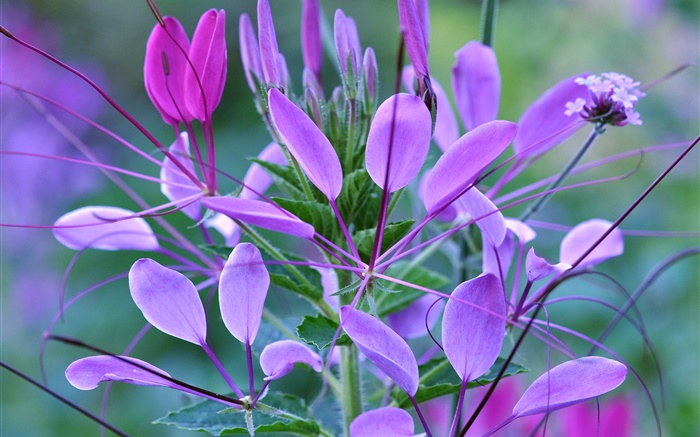Pflanze Makro, Blätter, lila Blüten Hintergrundbilder Bilder
