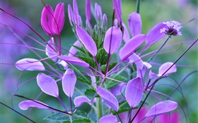 Pflanze Makro, Blätter, lila Blüten HD Hintergrundbilder