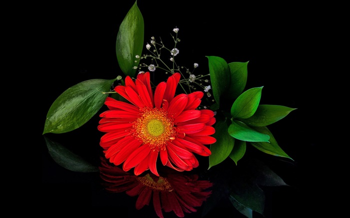Rote Gerbera, Blume close-up, Blütenblätter Hintergrundbilder Bilder