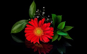 Rote Gerbera, Blume close-up, Blütenblätter HD Hintergrundbilder