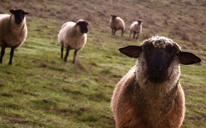 Schafe, Wiese, Tiere close-up Hintergrundbilder Bilder