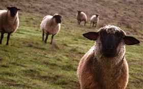 Schafe, Wiese, Tiere close-up HD Hintergrundbilder