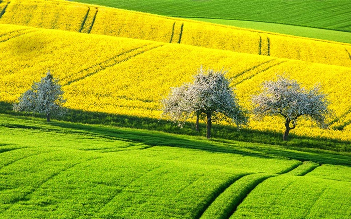 Frühling schöne Rapsfeld , gelb und grün, Bäume, Deutschland Hintergrundbilder Bilder