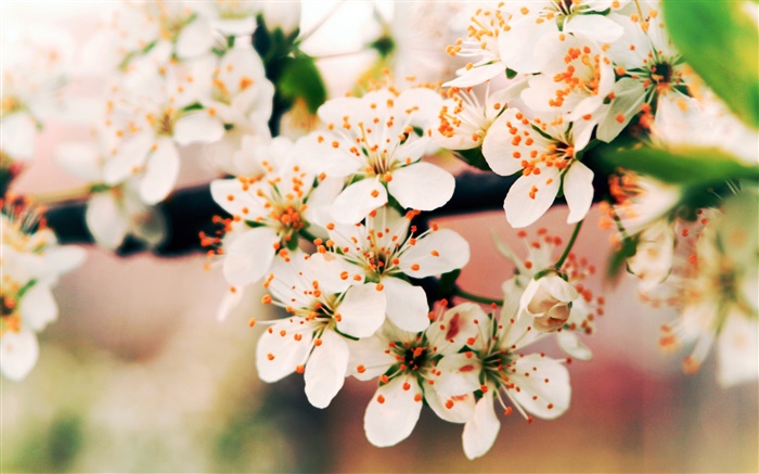 Frühlingsblumen  blühen, Äste, Bokeh Hintergrundbilder Bilder