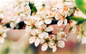 Frühlingsblumen  blühen, Äste, Bokeh