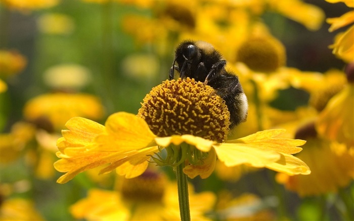 Frühling, gelbe Blüten, Biene, Insekt Hintergrundbilder Bilder