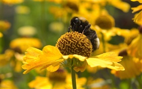 Frühling, gelbe Blüten, Biene, Insekt HD Hintergrundbilder