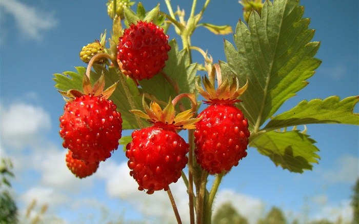 Erdbeeren, Pflanzen, Obst Hintergrundbilder Bilder