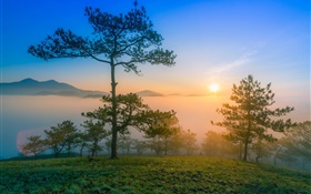 Sonnenaufgang Morgen, Morgendämmerung , Kiefer, Nebel, Berge HD Hintergrundbilder