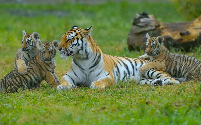 Tiger Familie, Gras, Großkatzen Hintergrundbilder Bilder