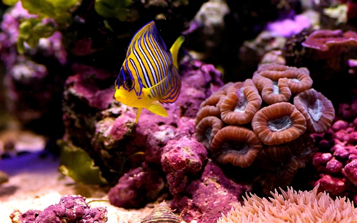 Tropische Clownfische , Wasser, Korallen Hintergrundbilder Bilder