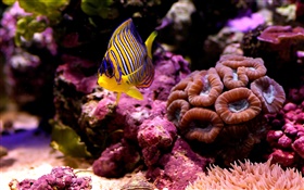 Tropische Clownfische , Wasser, Korallen HD Hintergrundbilder