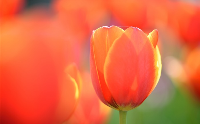 Tulip Makro-Fotografie, Orangenblüte Hintergrundbilder Bilder