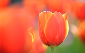 Tulip Makro-Fotografie, Orangenblüte HD Hintergrundbilder