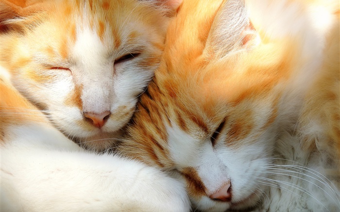 Zwei Kätzchen schlafen Hintergrundbilder Bilder