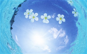 Weiße Blumen im Wasser, blauer Himmel, Sonne, Malediven