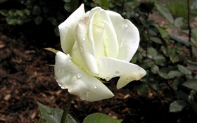 Weiße Rosenblätter , Tau HD Hintergrundbilder