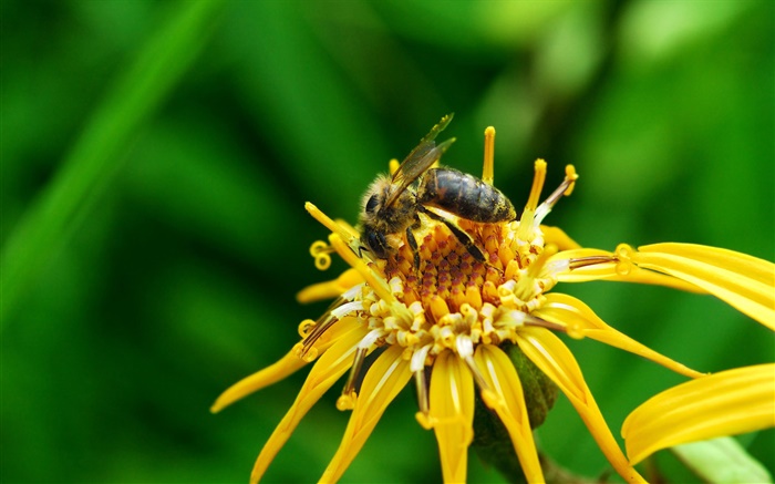 Gelbe Blütenblätter , Stempel, Insekt Biene Hintergrundbilder Bilder