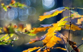 Gelbe Blätter, Herbst, Bokeh HD Hintergrundbilder