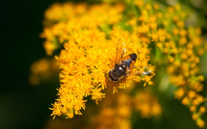 Gelbe kleine Blumen, Biene, Bokeh Hintergrundbilder Bilder