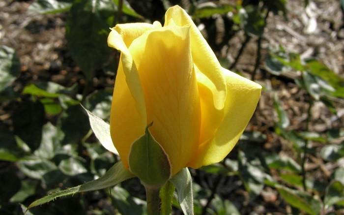 Gelbe Rose Blütenknospe Hintergrundbilder Bilder