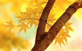 Herbst, gelbe Blätter, Baumzweig