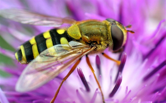 Bee Makro-Fotografie, rosa Blume Hintergrundbilder Bilder
