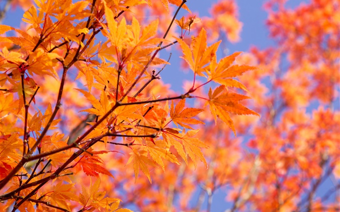 Zweige, rote Ahornblätter , Herbst Hintergrundbilder Bilder