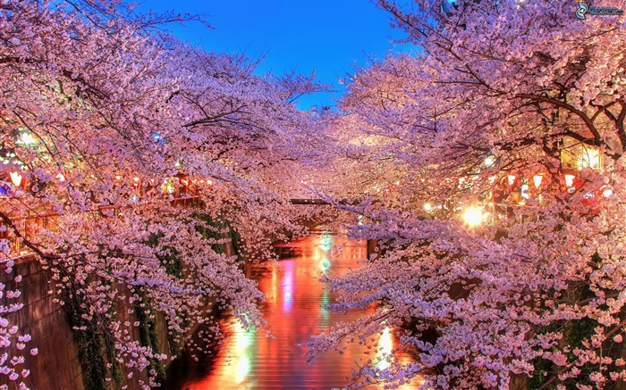 Kirschblumen  in der Nacht, Fluss, Lichter Hintergrundbilder Bilder