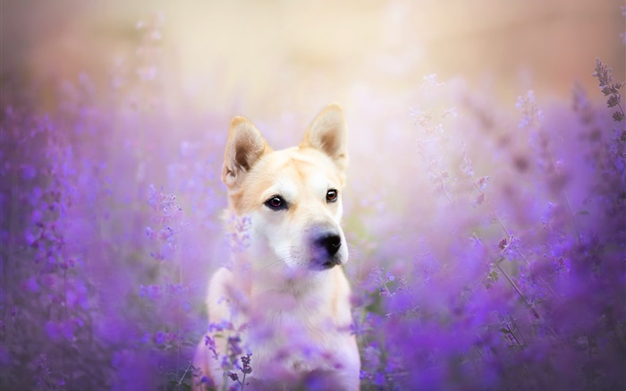Hund Vorderansicht , Blumenfeld Hintergrundbilder Bilder