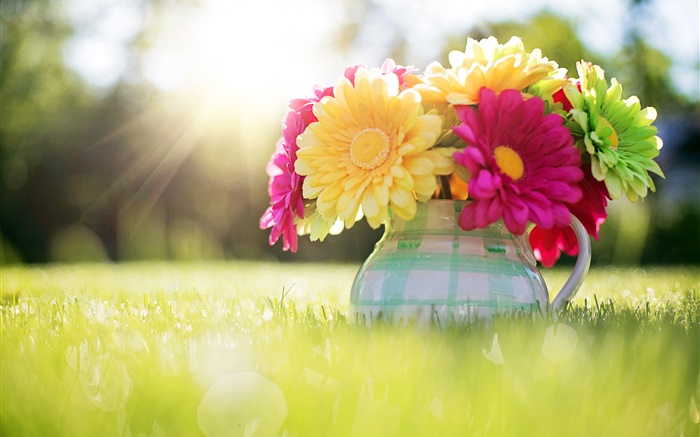 Blumen close-up, Gerbera, Vase, Gras, Sonnenlicht Hintergrundbilder Bilder