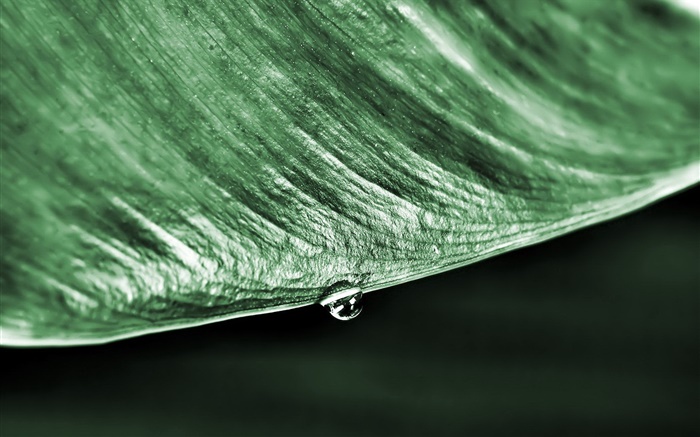 Grünes Blattmakro , Wassertropfen , schwarzer Hintergrund Hintergrundbilder Bilder