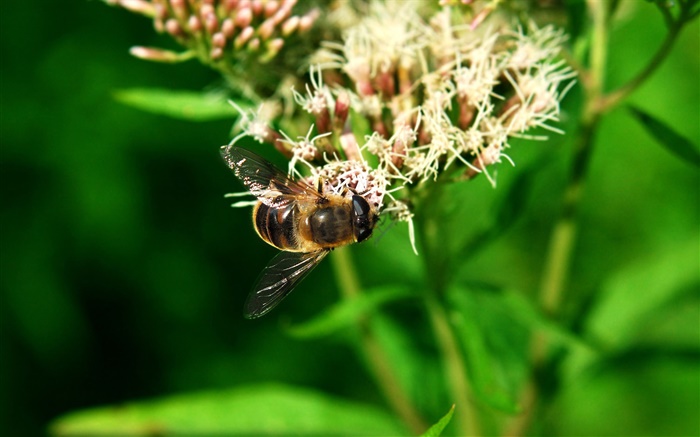 Insekt Biene, grüne Blätter Hintergrundbilder Bilder