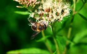 Insekt Biene, grüne Blätter HD Hintergrundbilder