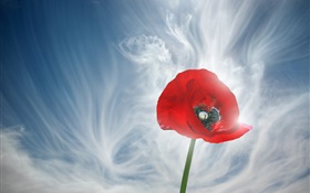 Ein roter Mohn Blume, Himmel, Wolken HD Hintergrundbilder
