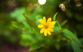 Eine gelbe Blume close-up, grüne Bokeh