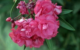 Rosa Oleander Blumen