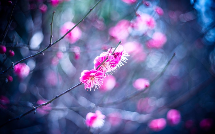 Rosa Pflaumenblüten Hintergrundbilder Bilder