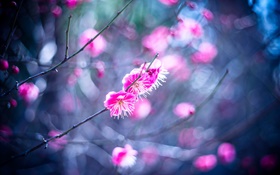 Rosa Pflaumenblüten HD Hintergrundbilder