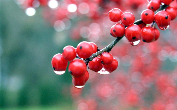 Rote Beeren, Zweige, Tau Hintergrundbilder Bilder