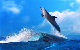 Meerestiere , Delphin, springen, Ozean HD Hintergrundbilder