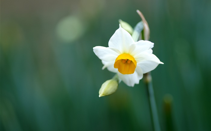 Einzelne Narzisse Blume, weißen Blüten Hintergrundbilder Bilder