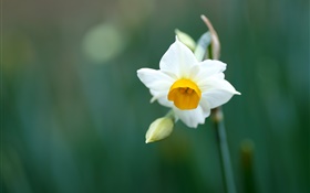 Einzelne Narzisse Blume, weißen Blüten HD Hintergrundbilder