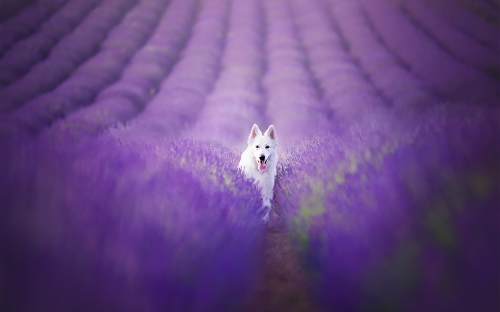 Weißer Hund im Lavendelfeld Hintergrundbilder Bilder