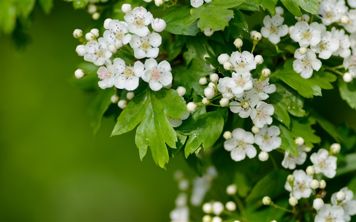 Weiß Weißdornblüten Hintergrundbilder Bilder