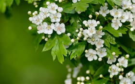 Weiß Weißdornblüten